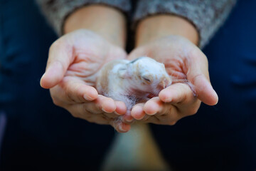 Newborn baby holland lop bunny in woman hands. Woman holding tiny bunny in hand with tenderness and...