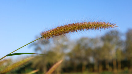 Dry Pennisetum pedicellatum flowers on blur background, soft and selective focus
