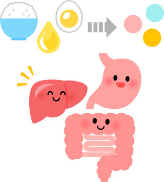 肝臓、胃腸と食品から栄養素への変換イメージ