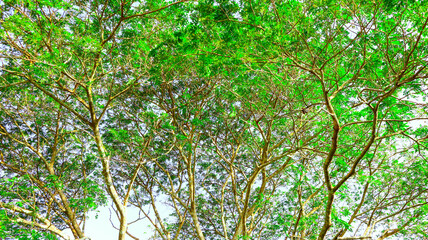 Looking up view at the green tops of trees