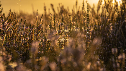 Ein Sonnenaufgang mit Blick auf eine Wiese im Naturschutzgebiet!