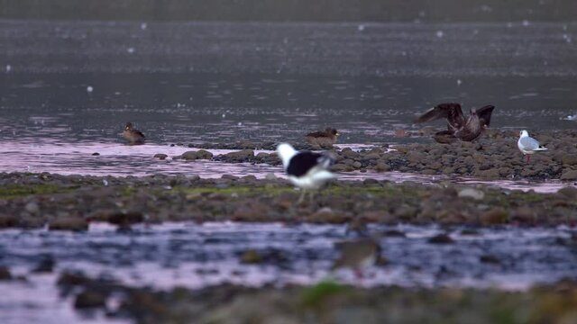 Chilean Pintails On Rivers Edge With Yellow Legged Gull Walking Past In Chiloe Island Chile. Low Angle, Locked Off 