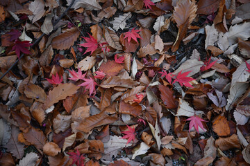 Changdeokgung Palace in Seoul, Korea