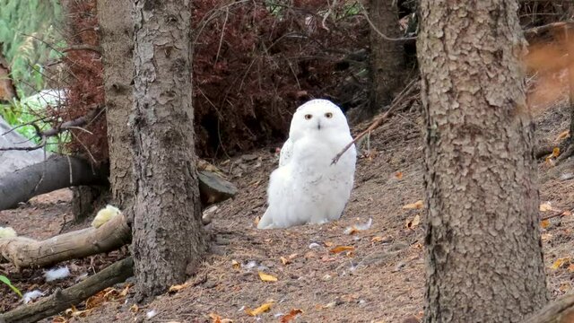 Snowy Owl cautiously scans its surroundings while on the ground.