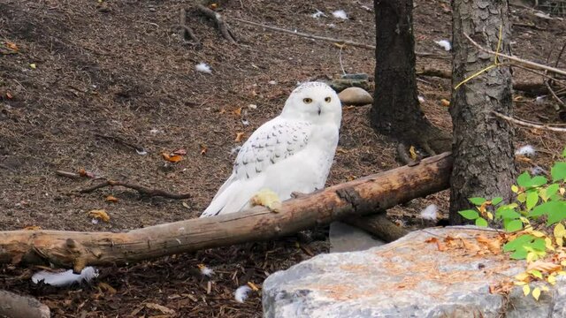 While on the ground, a Snowy Owl watches intently for prey.