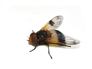 The hoverfly Volucella pellucens on white background