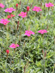 Dianthus deltoides the maiden pink flowering in a garden