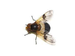 The hoverfly Volucella pellucens on white background