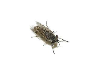 Bloodsucking Horse Fly cleg Haematopota on white background