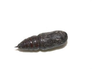 Dark brown moth pupa isolated on white background