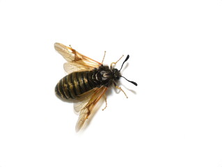 The golden and black colored striped sawfly Abia lonicerae isolated on white background