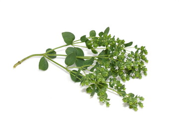 Origanum vulgare sweet marjoram plant flowering white flowers isolated