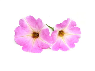 Closeup on pink Petunia flower isolated on white background
