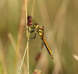 Schwarze Heidelibelle - Black Darter