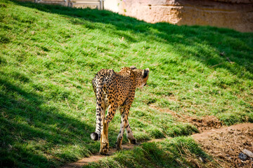 Cheetah Walking in The Grassland
