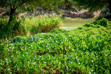 Concept nature view of green leaf in garden and sunlight with copy space using as background natural green plants landscape, ecology, fresh wallpaper concept.
