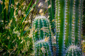 Desert featuring Saguaros cactus, and rugged mountains