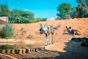 Hyena, detail portrait. Spotted hyena, Crocuta crocuta, angry animal near the water hole, dark forest with trees. Animal in nature.