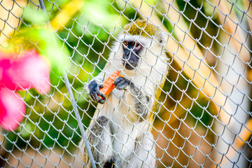 Monkey in Dubai Desert Conservation Reserve, Close up portrait on the green natural background. United Arab Emirates.