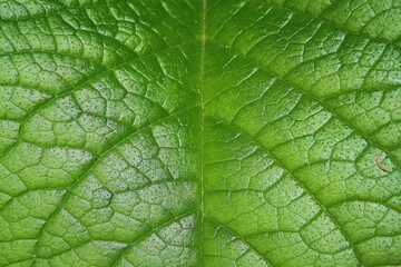green leaf texture