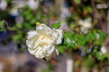 庭園に咲いた新雪