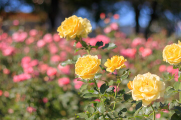 庭園に咲いたサンライトロマンティカ