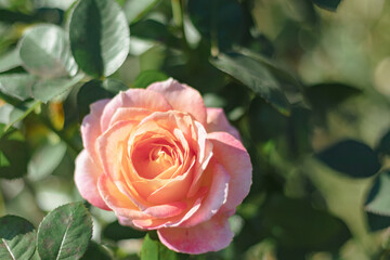 	庭園に咲いたエル