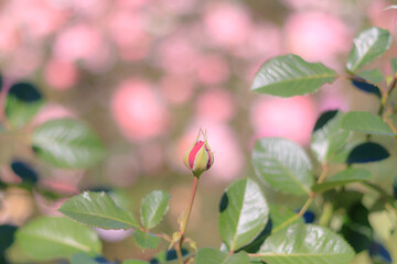 バラの蕾