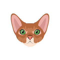 The head of the Abyssinian cat on a white background. Cartoon design.

