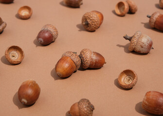 Many beautiful acorns lie on pastel brown background. Scene of autumn beauty.