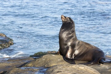 Black Harbour Seal or Common Seal or Sea Lion (Phoca Vitulina) Marine Mammal Animal Sitting on Beach Rock near La Jola Cove, San Diego, California USA