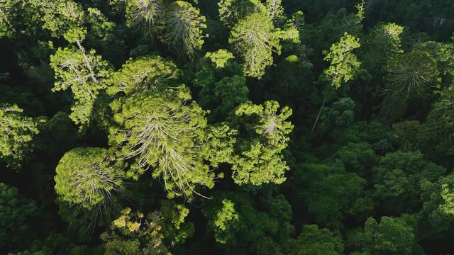 Aerial view of the unique Bunya Pines in a beautiful lush rain forest at Bunya Mountain Queensland
