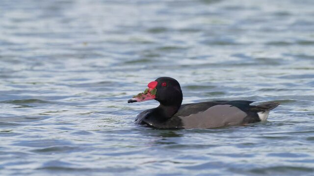 Male rosy-billed pochard, netta peposaca swimming on wavy freshwater lake with face full of pond scums after foraging and dipping for aquatic plants, wildlife close up shot.