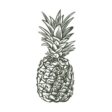 Pineapple vector sketch. Pineapple fruit on a white background