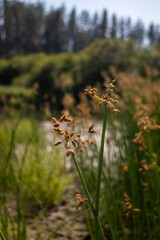 flowers in the forest
