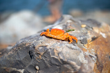 frog on the ground