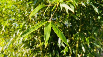 green bamboo leaves  background