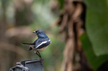 Oriental Magpie Robin in Bhutan