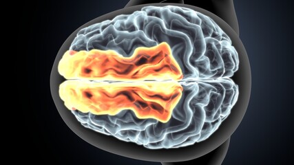 3d illustration of human brain Brain cingulate gyrus Anatomy
