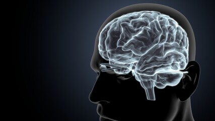 Obraz premium 3d illustration central organ of human nervous system brain anatomy.