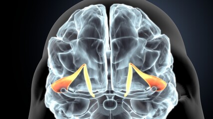 3d illustration of human body brain anatomy.