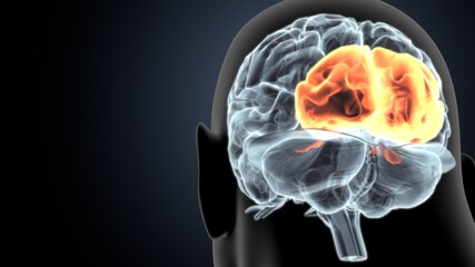 human brain occipital lobe anatomy 3d illustration
