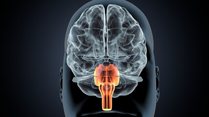human brain medulla oblongata anatomy. 3d illustration
