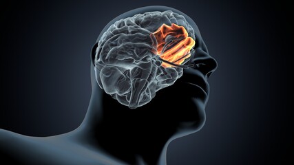 3d illustration of human brain inferior frontal gyrus Anatomy
