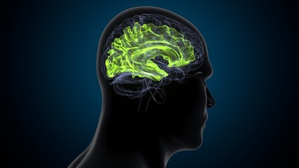 3d illustration of human body organ brain anatomy.
