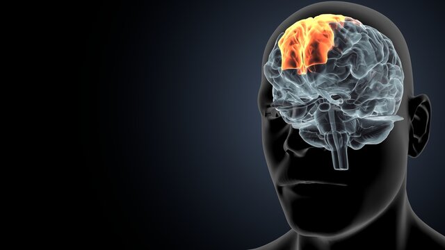 3d illustration of human brain Brain cingulate gyrus Anatomy

