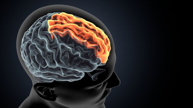 3d illustration of human brain Brain cingulate gyrus Anatomy
