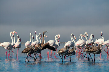 Fototapeta premium Flock of pink african flamingos walking around the blue lagoon on the background of bright sky on a sunny day.