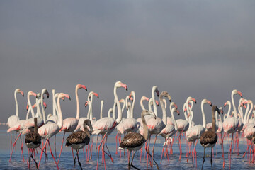 Wild african bird.  Flock of pink african flamingos  walking around the blue lagoon on the background of bright sky on a sunny day.
