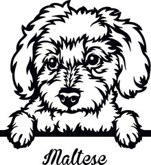 Maltese Peeking Dog - head isolated on white